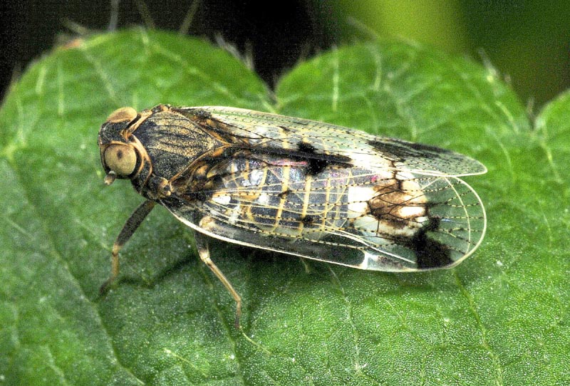 Cixiidae: Reptalus sp.